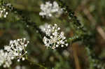 Littleleaf buckbrush